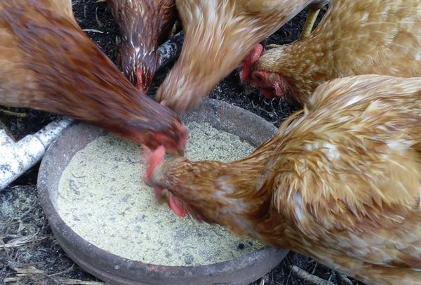 Our chicken: How many eggs will we have today?