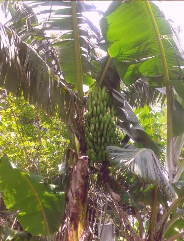 Ein Bananenbaum in unserem Garten