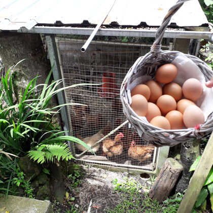 Huevos frescos de nuestras gallinas para tu desayuno (los vendemos también)