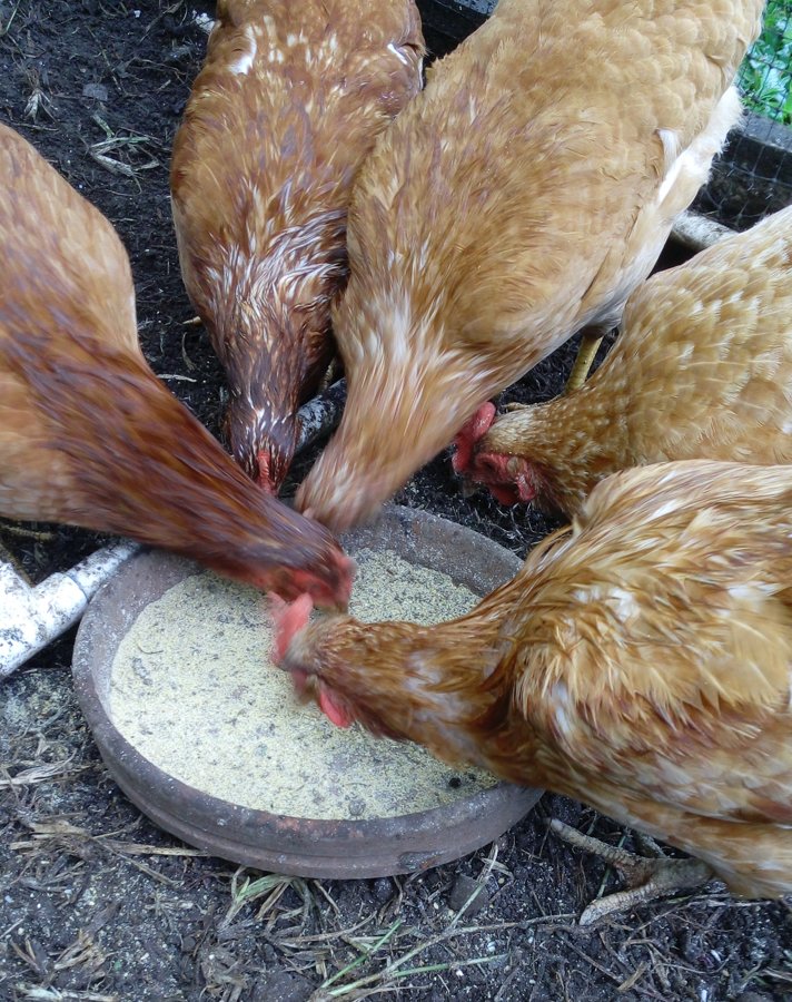The chicken's fresh eggs are available at Boquete Apartments.