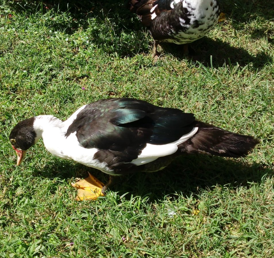 Boquete Apartments' duck. She walks like a duck and talks like a duck ....