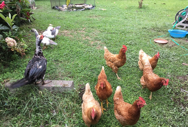 Pollos y patos en el jardín del Aparthotel Boquete